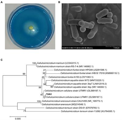 Purification and characterization of cold-adapted and salt-tolerant dextranase from Cellulosimicrobium sp. THN1 and its potential application for treatment of dental plaque